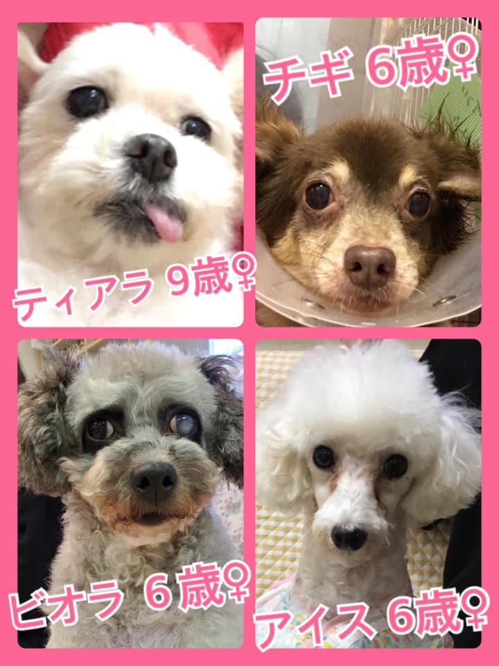 🐾今日の里親様募集中ワンコ🐶メンバーです🐾2020,7,7